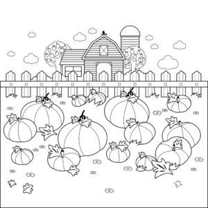 Dynia na farmie – pole dyniowe