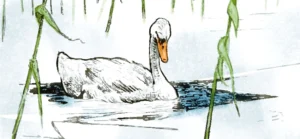 Brzydkie kaczątko – Bajka do czytania na dobranoc