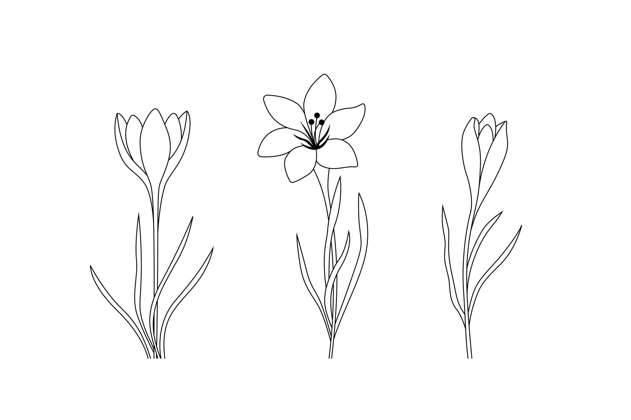 Trzy krokusy – wiosenne kwiaty